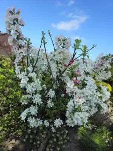 Allet 04 Sierappelboompje